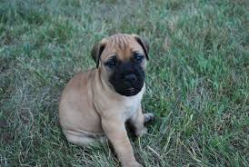 Our bullmastiffs are part of our family. Bullmastiff Picture Michigan Dog Breeders Guide