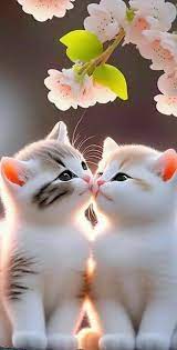 Cute Cats Wallpapers Decorate Your