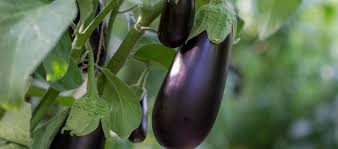 how to grow eggplant palmers garden