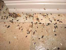 de fourmi Œuf de fourmi nid fourmis