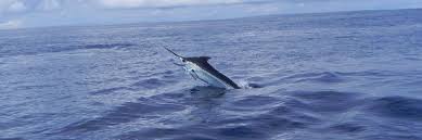 Best Places For Deep Sea Inshore Sport Fishing In Costa Rica
