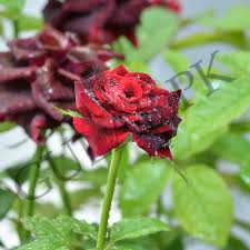 black rose kala gulab indoor and