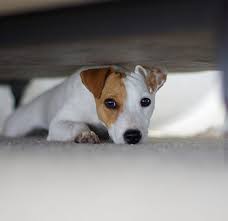 My Dog Hide Under The Bed Tables