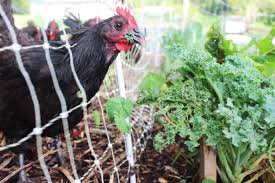 Most chickens are not picky eaters and will be thrilled if you offer them anything on this list. How To Feed Your Chickens Without Grain 20 Ways To Cut Your Costs 100 Abundant Permaculture