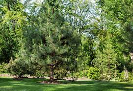 15 Diffe Types Of Pine Trees With