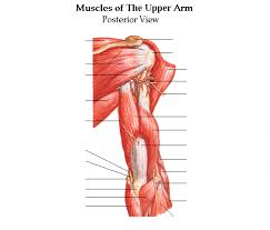 Learn vocabulary, terms and more with flashcards, games and other study tools. Upper Arm Muscles Posterior Diagram Quizlet