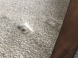 carpet cleaning remove furniture marks