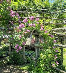 Carefree Climbing Roses For A Northern