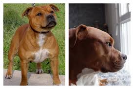 To many, all they see is a vicious fighting dog that should be but those breeders who wanted to separate themselves from the fighting background of the breed asked. Staffordshire Bull Terrier Breeding Should Be Banned Your Views News Shopper