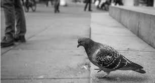 Use the information below to learn about the symptoms of avian flu for birds and humans, and what to do if an outbreak occurs. Zombie Pigeons Are Invading Moscow Smart News Smithsonian Magazine