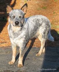 Australian Cattle Dog Breed Information And Pictures