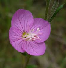 Oenothera rosea Calflora