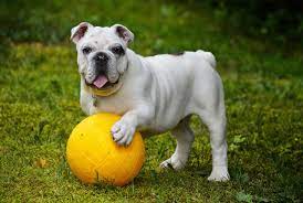 the 15 best durable toys for bulldogs