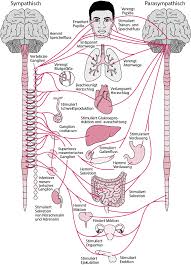 In biology, the nervous system is a highly complex part of an animal that coordinates its actions and sensory information by transmitting signals to and from different parts of its body. Ubersicht Uber Das Autonome Nervensystem Neurologische Krankheiten Msd Manual Profi Ausgabe
