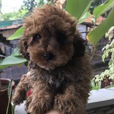 toy poodle brown male at 10000 00 from