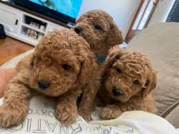 toy poodles pure bred dogs puppies