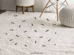 ants in carpet pestweek