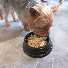 recipes for healthy homemade dog food