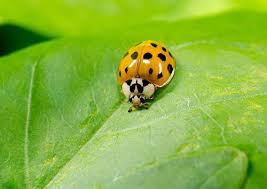 asian lady beetle identification guide