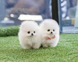 Pet stores have been opened up all over the world so as to supply the necessary pet products required in order to enable the owners to take better care of them. Pet Supply Pomeranian Puppy In Australia
