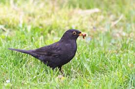 Keep Birds Away Black Bird Bird Control