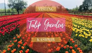 best time to visit kashmir tulip garden