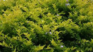 Potted duranta 'sheena's gold' is an attractive shrub with golden foliage which has lavender blue flowers followed by long lasting berries. Duranta Repens Sheena S Gold Alpine Nurseries