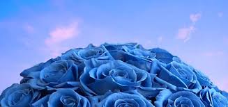 blue roses meaning history and symbolism