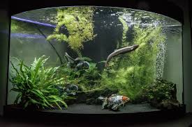22 diffe types of fish tanks
