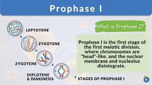 prophase i definition and exles