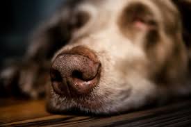 nose and sinus inflammation in dogs