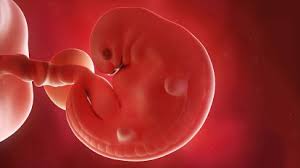 Fetal Development Babys Bones