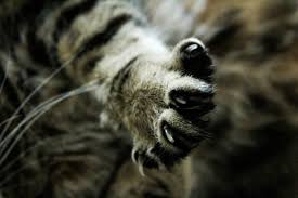is declawing cats illegal in the uk