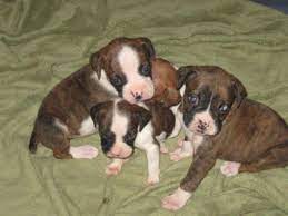 See more of boxers puppies for adoption in indiana on facebook. Ckc Boxer Puppies For Sale In Indianapolis Indiana Classified Americanlisted Com