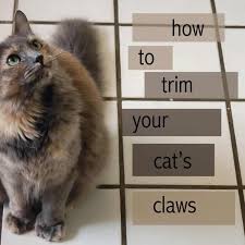 kitten s got claws how to trim your cat