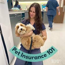 Pet Insurance 101 — BLVD Vet Chicago | Logan Square, River North, Ravenswood