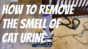 how to remove the smell of cat urine