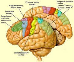the somatosensory motor cortex