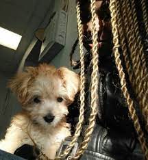 Petco dog training in bronx, ny. Gabby Pets 2324 Grand Concourse Bronx Ny 10458 Yp Com