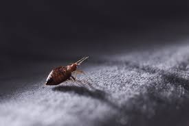 how to avoid bed bugs while travelling
