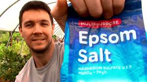 how to use epsom salt in the garden and