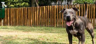 american pit bull terrier adoption
