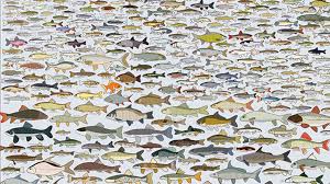 900 Freshwater Fish You Can Encounter In America Mental Floss