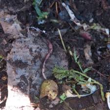 Raising worms called red wigglers (eisenia fetida) is an uncomplicated and fascinating way to use household vegetable scraps to create vermicompost, a compost rich in plant nutrients that you can use in your garden. The Science Behind Worms Steve Spangler Science