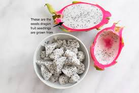 Being a cactus, dragon fruit should be watered moderately. 3 Health Benefits Of Dragon Fruit Seedlings