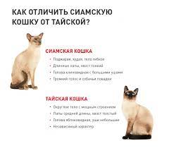 Тайская и сиамская кошки — в чем отличия? | Royal Canin