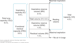 Chapter 3 Alveolar Ventilation Pulmonary Physiology 8e