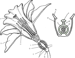 It consists of a pollen sac (anther) and a long supporting filament.jan. Flower Structure And Reproduction