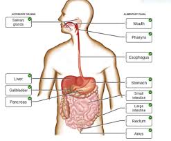 chapter 24 digestive system flashcards
