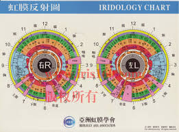How To Read Iridology Eye Charts Iriscope Iridology